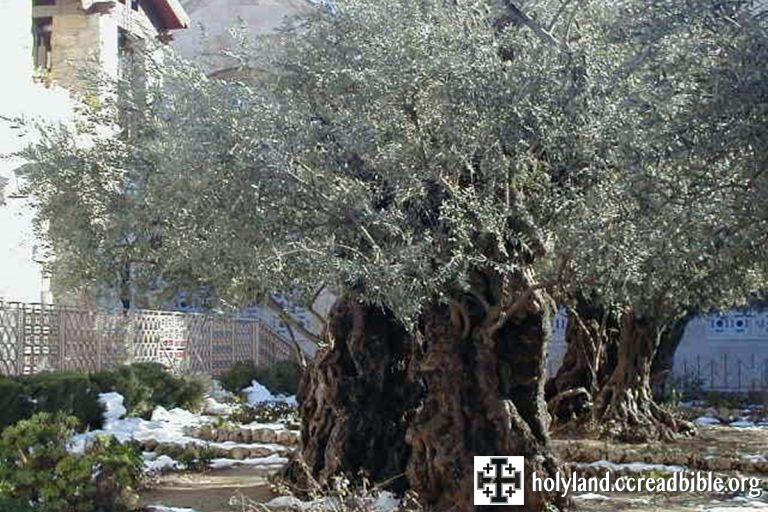 Gethsemane-2